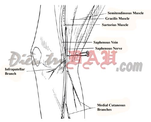 Saphenous Nerve Block  At The Knee