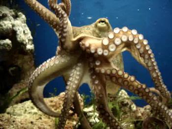 Octopus discovery could lead to new drugs