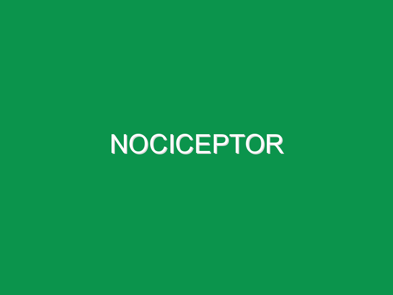 Nociceptor